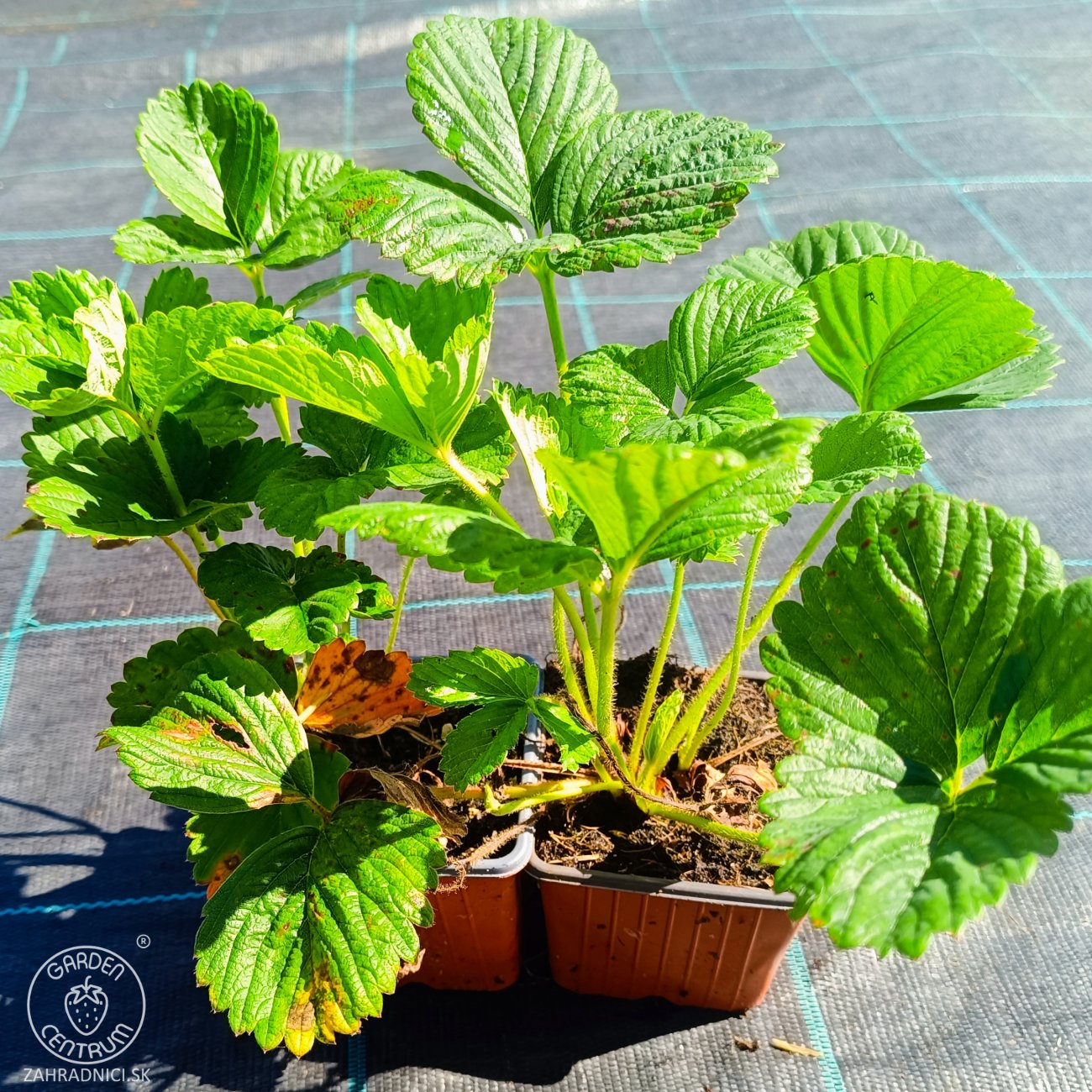 Obrázok Jahoda ananásová - Pineberry (Fragaria × ananassa) ´SNOW WHITE´ - P9